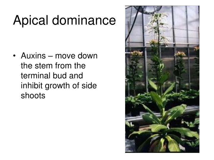 what do you mean by apical dominance