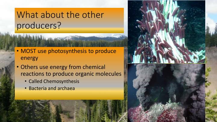 chemosynthesis organelle Photosynthesis was written and created to help students learn and remember the process we all love and call, photosynthesis plants are special yes. chemosynthesis organelle Photosynthesis was written and created to help students learn and remember the process we all love and call, photosynthesis plants are special yes.
