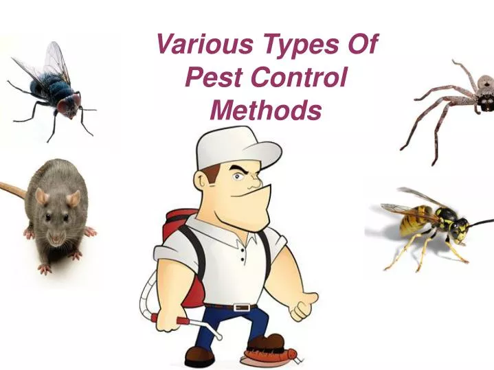 Bed Bug Control – The Way To Destroy Them Before They Destroy You