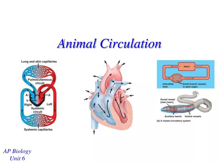 PPT - Animal Circulation PowerPoint Presentation, free download - ID:5373902