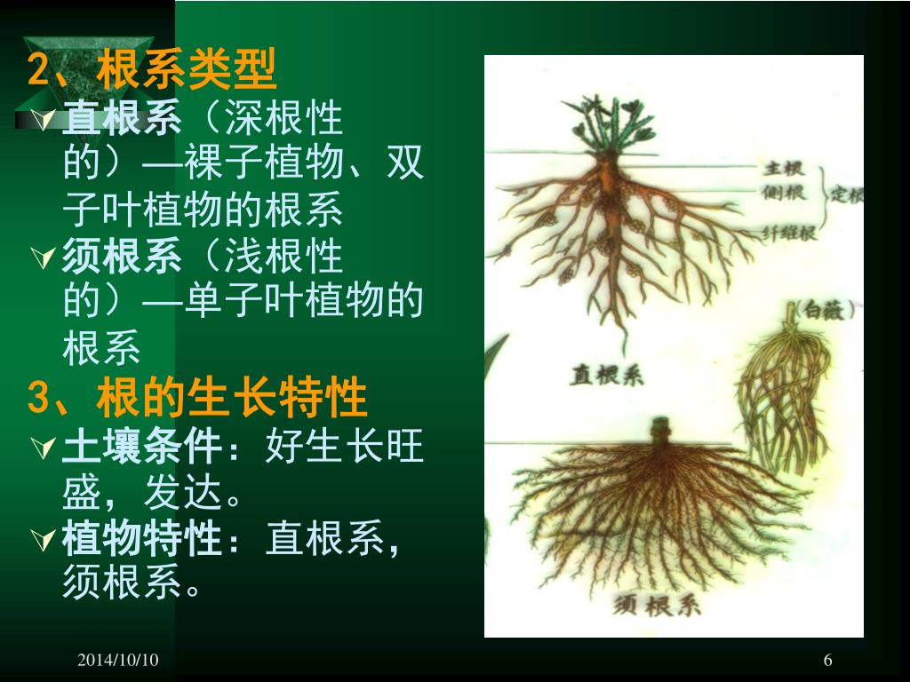 直根系的植物图片 直根系常见植物图 - 第3页 | 犀牛图片网