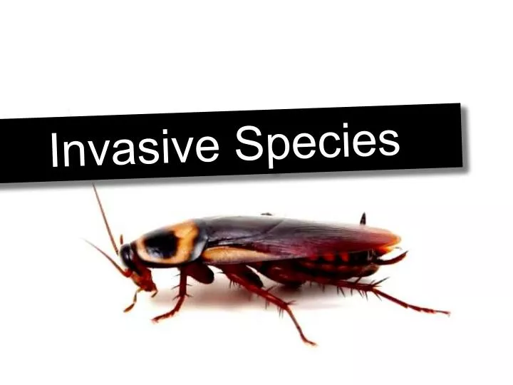 invasive species n.