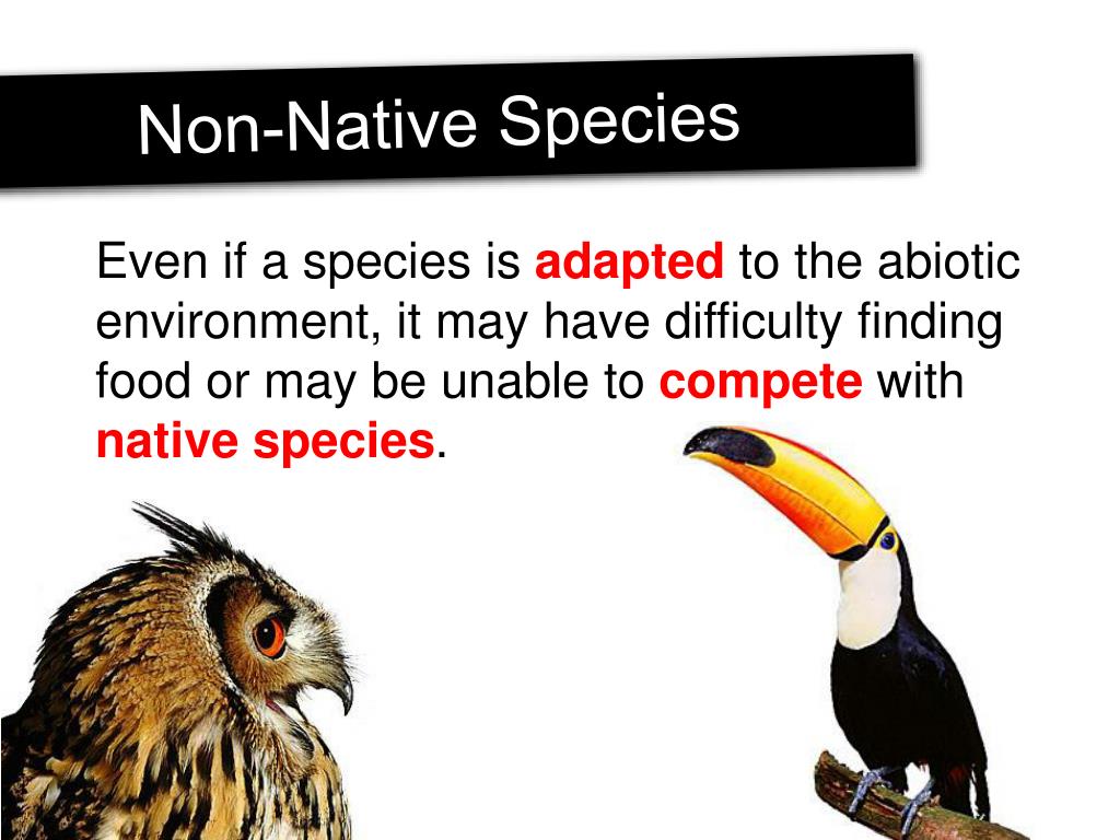 ppt-invasive-species-powerpoint-presentation-free-download-id-5375269