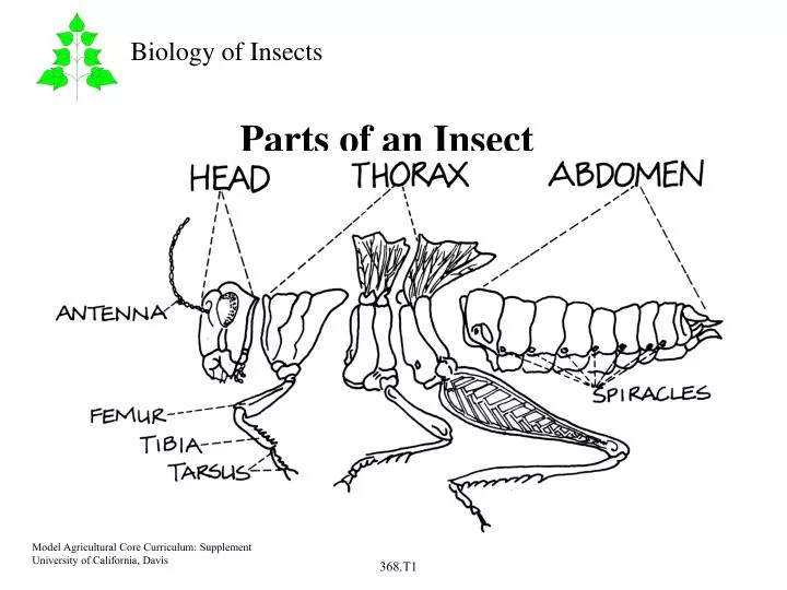 ppt-parts-of-an-insect-powerpoint-presentation-free-download-id-5375272