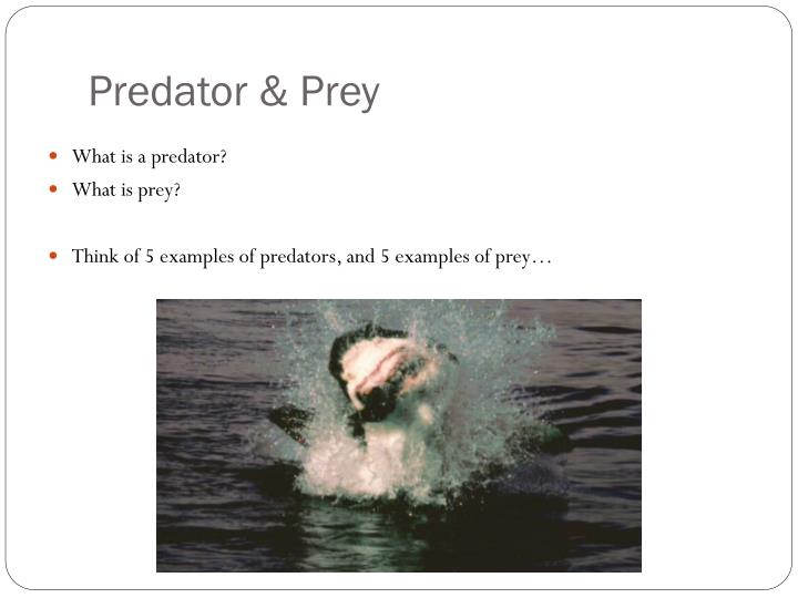 predator vs prey examples