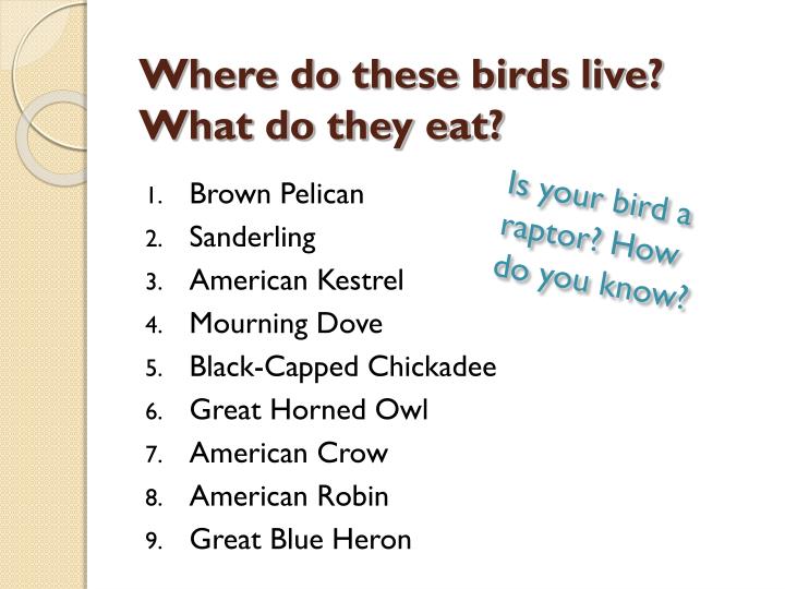 ppt rafting with raptors using informational text to ppt rafting with raptors using informational text to