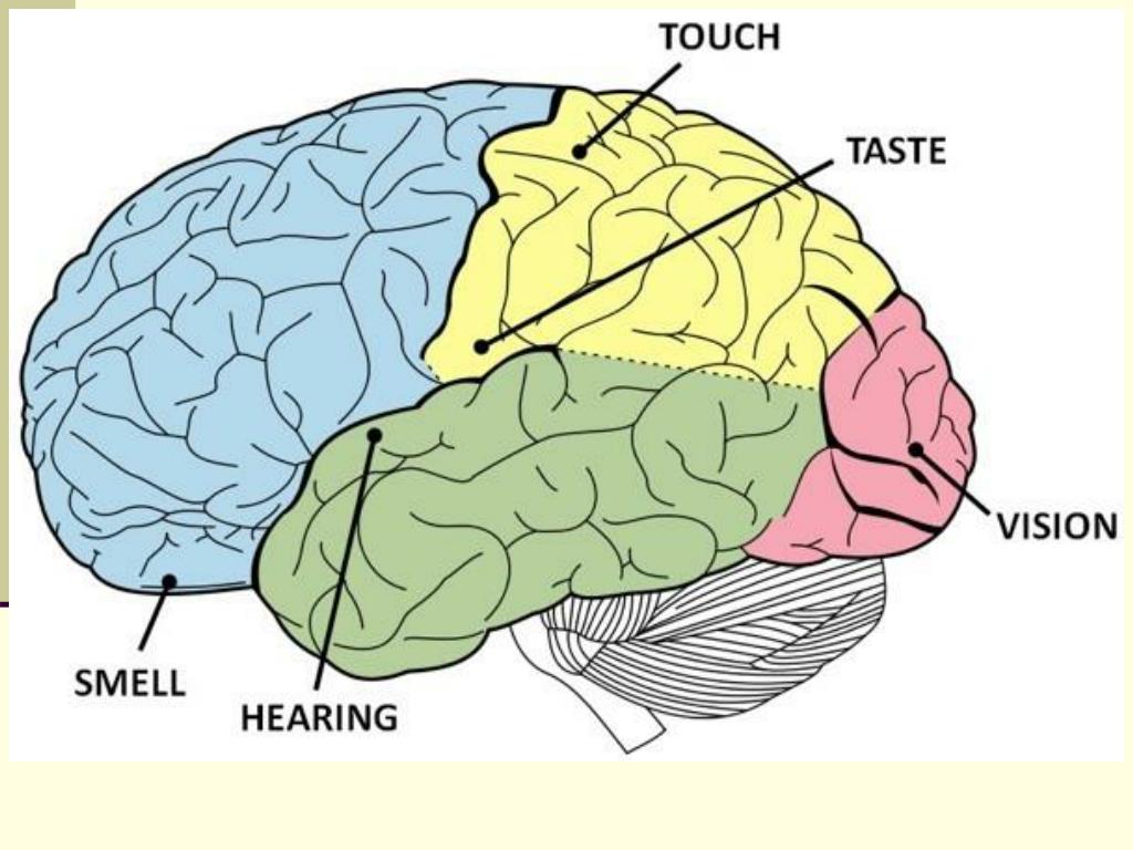 PPT - SENSORY MECHANISMS PowerPoint Presentation, free download - ID