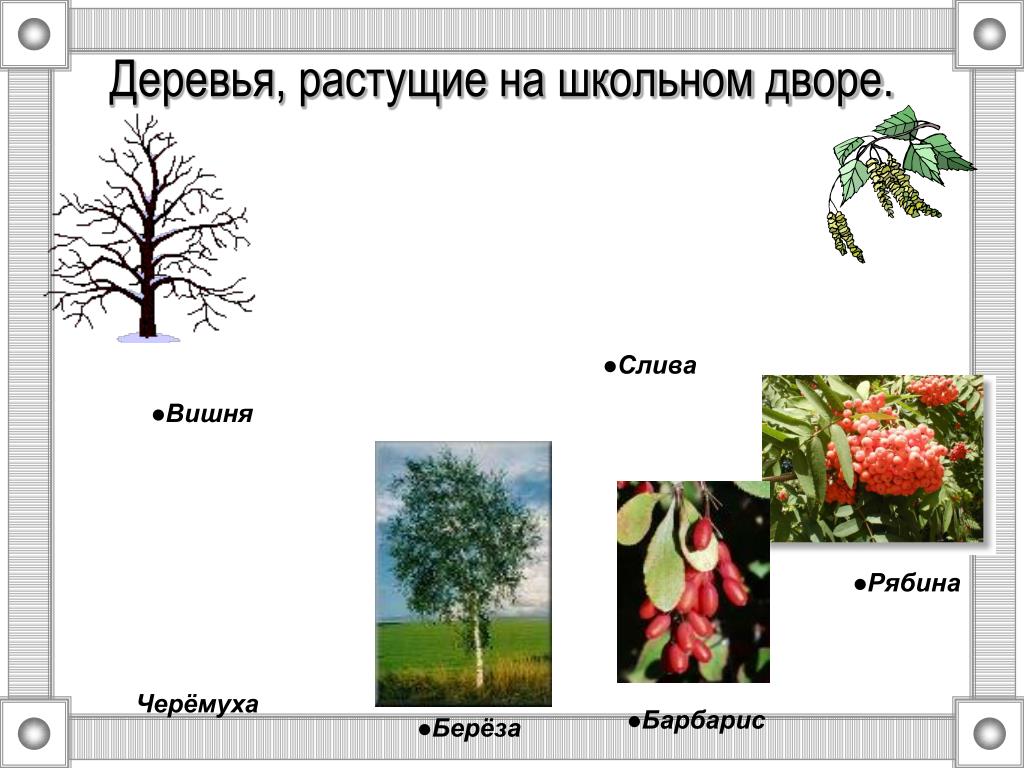 Вишня какая прилагательные