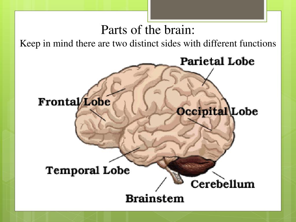PPT - This is Your Brain. This Is How It Works. PowerPoint Presentation