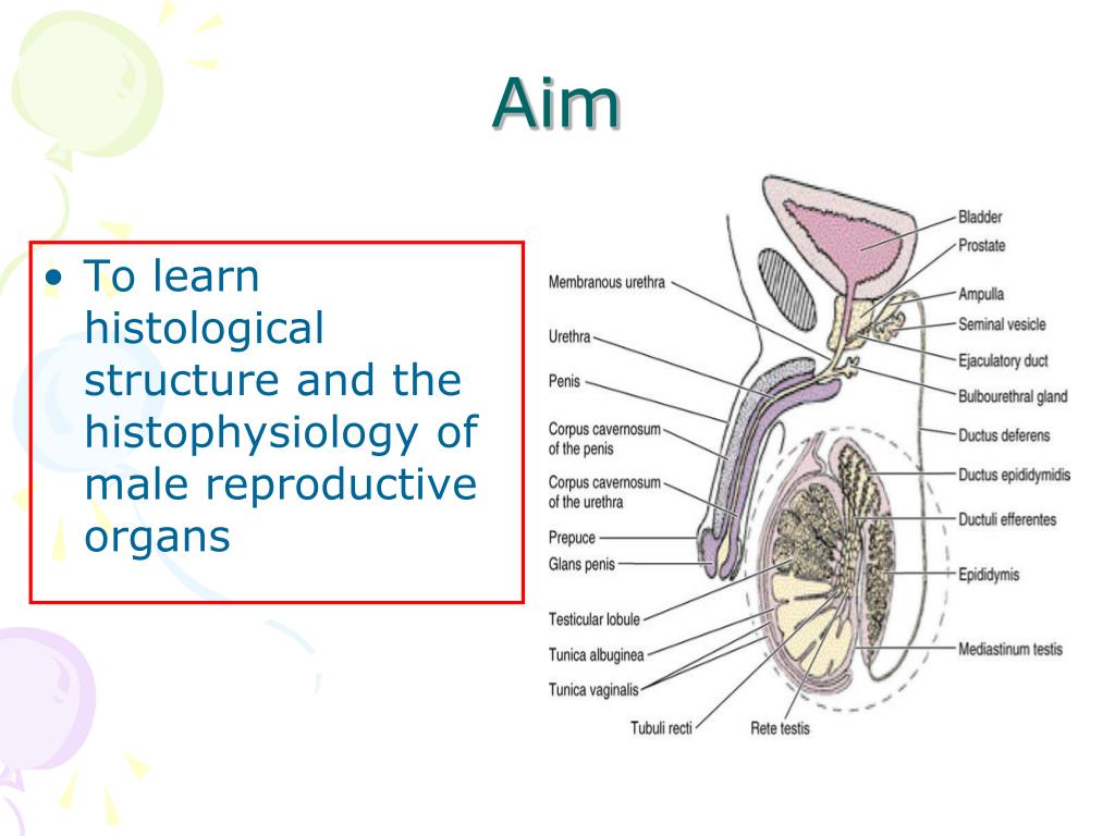 Male Reproductive System Structure