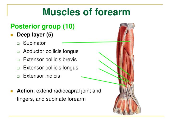 PPT - Myology PowerPoint Presentation - ID:5380108