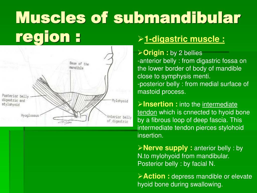PPT - Contents of infratemporal fossa PowerPoint ...