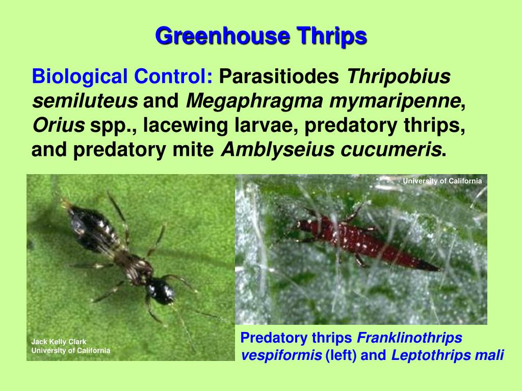 The relentless thrips - Greenhouse Management