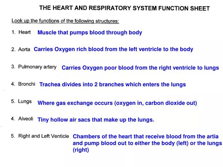 PPT Muscle that pumps blood through body PowerPoint Presentation