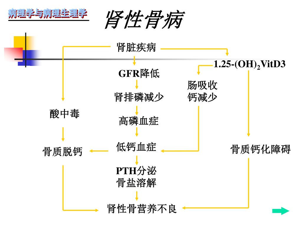 Ppt 肾功能不全powerpoint Presentation Free Download Id 5382094