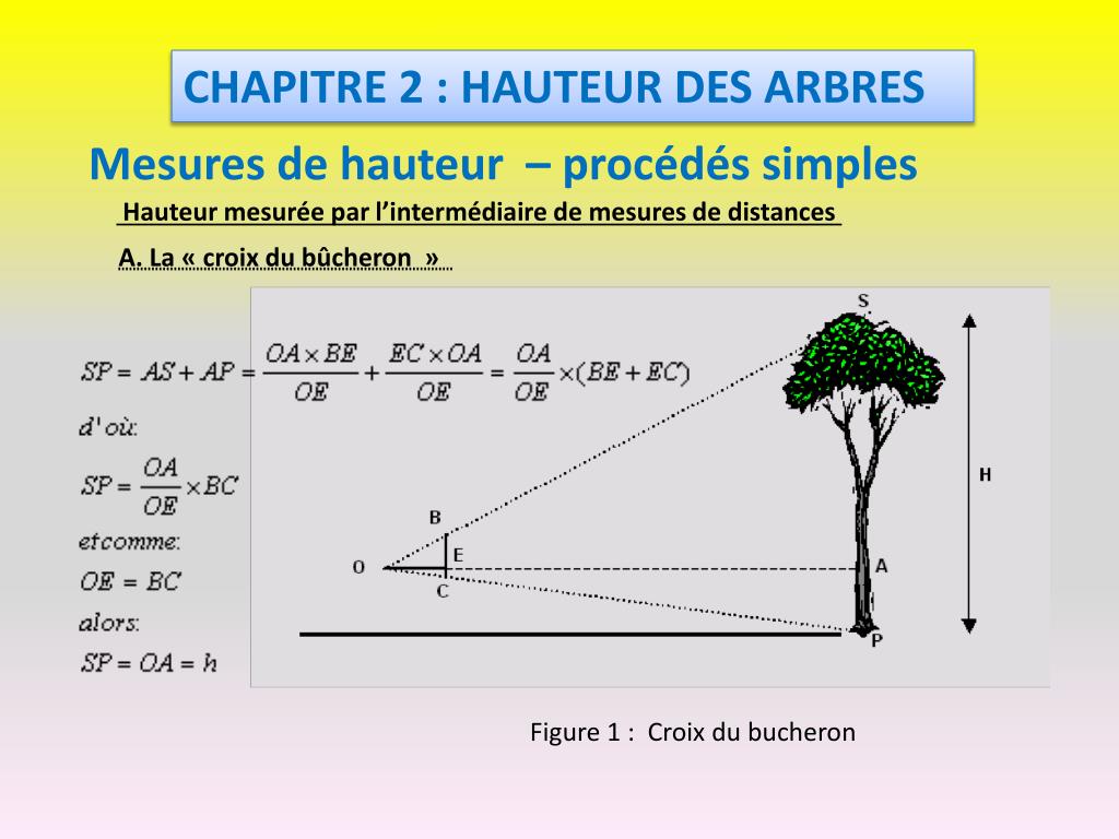 PPT - CHAPITRE 2 : HAUTEUR DES ARBRES PowerPoint Presentation, free  download - ID:5382387