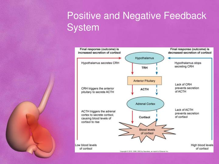 which are examples of negative feedback regulation