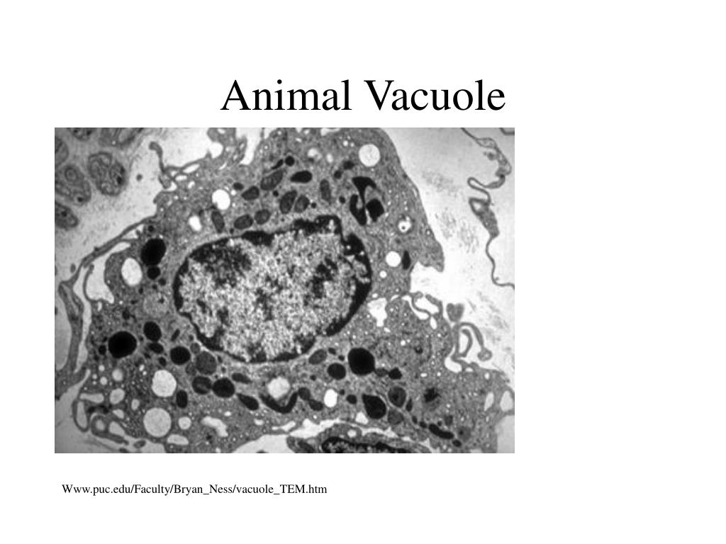 PPT - Prokaryotic Cells PowerPoint Presentation - ID:5383859