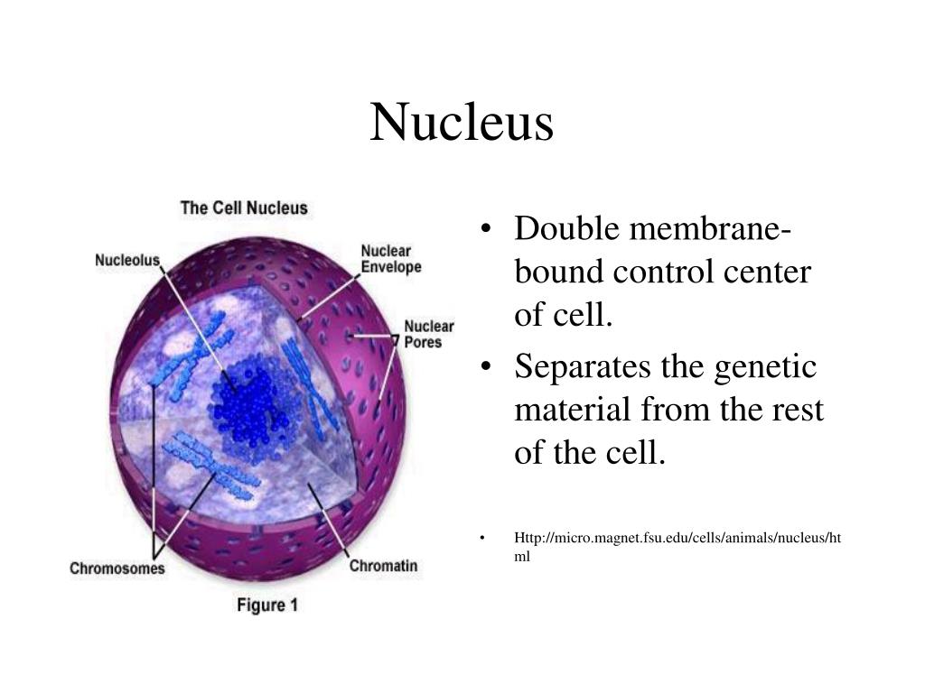 PPT - Prokaryotic Cells PowerPoint Presentation - ID:5383859