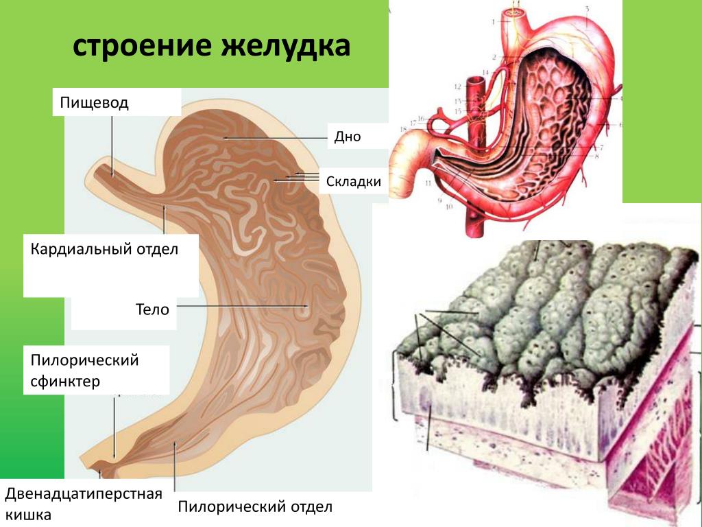 Содержимое желудка