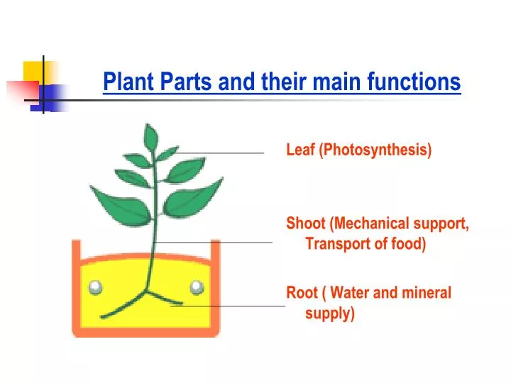 PPT Plant Parts and their main functions PowerPoint