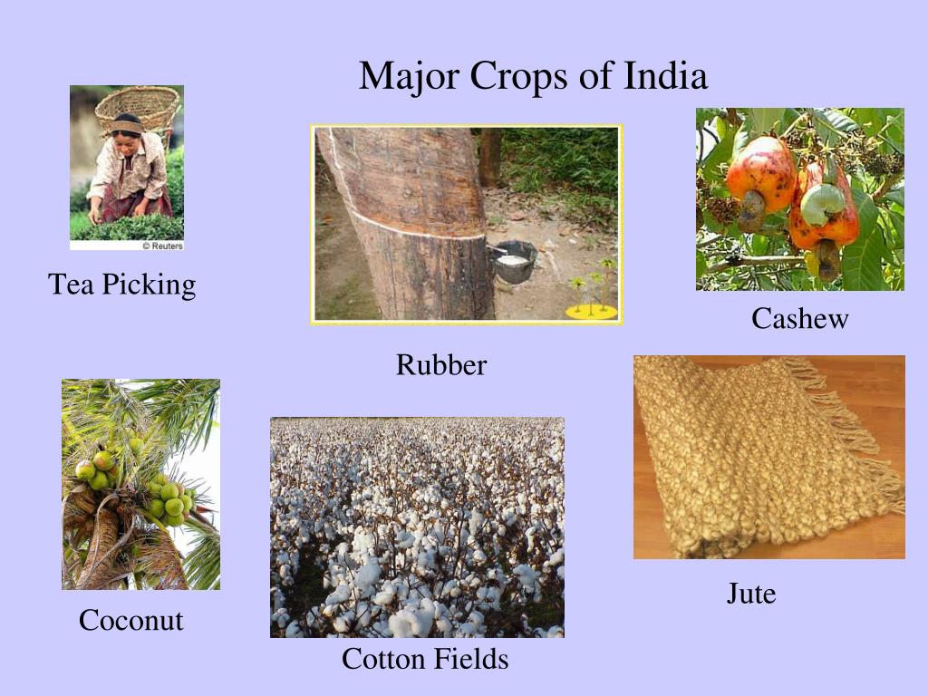 Major Crops Of India