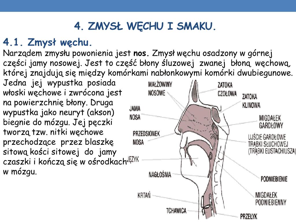 Receptory Węchu Znajdują Się W PPT - Dane INFORMACYJNE PowerPoint Presentation, free download - ID:5387477