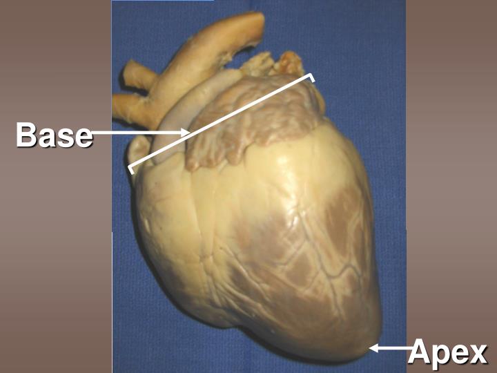 PPT - Sheep Heart Dissection 101 PowerPoint Presentation - ID:5388549
