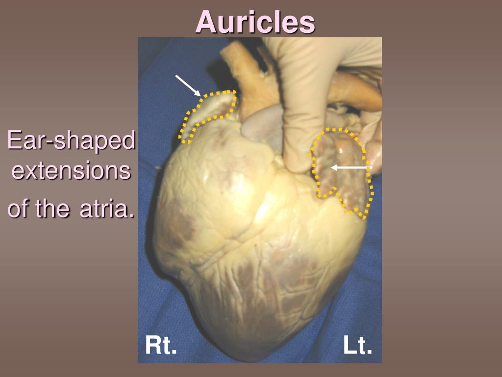 PPT - Sheep Heart Dissection 101 PowerPoint Presentation, free download