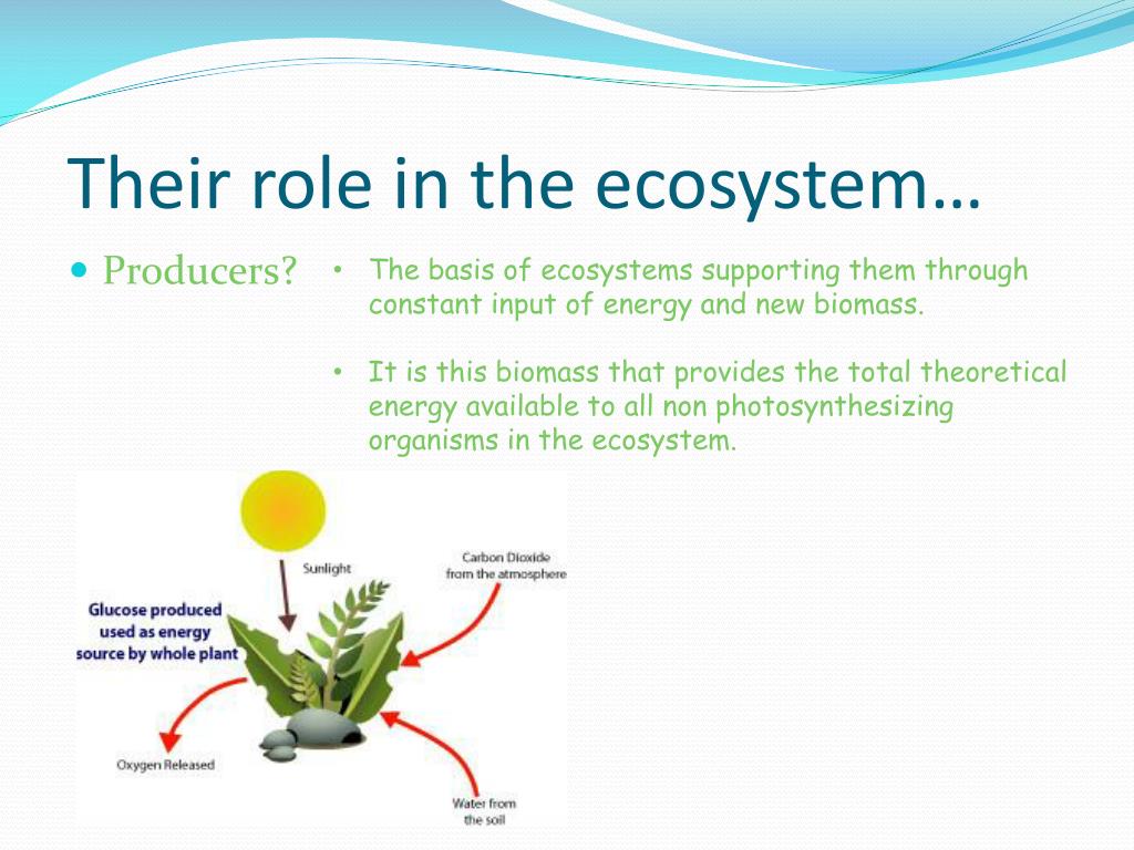PPT - Producer, Consumer, Decomposer? You decide ...