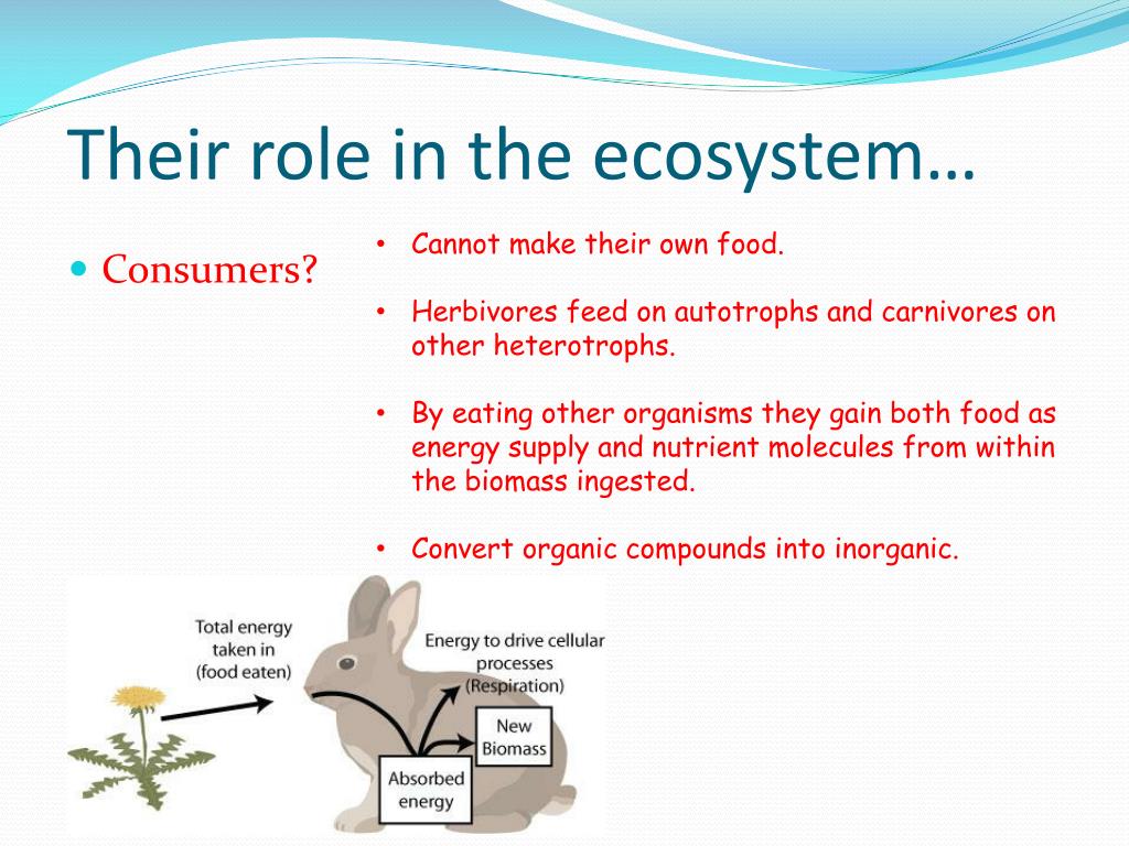 what are the roles of producers consumers and decomposers in an ecosystem