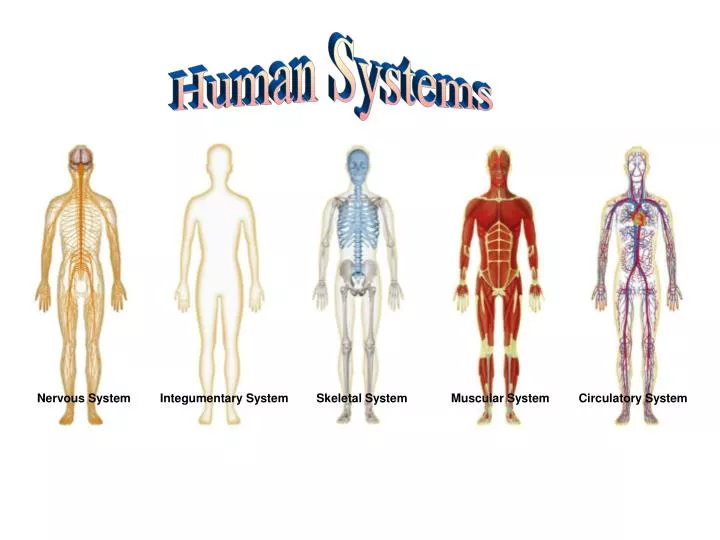 Ppt Nervous System Powerpoint Presentation Free Download Id
