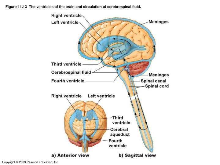 PPT - Figure 12.24 Meninges: dura mater, arachnoid mater, and pia mater ...