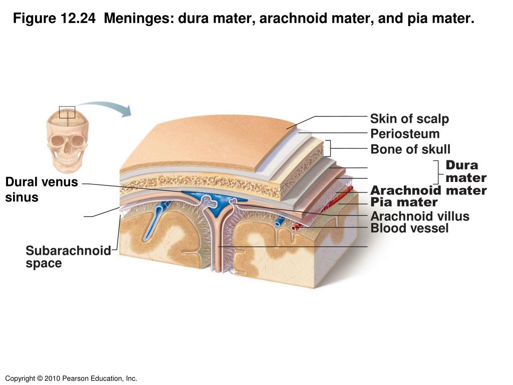 PPT - Figure 12.24 Meninges: dura mater, arachnoid mater, and pia mater.  PowerPoint Presentation - ID:5389311