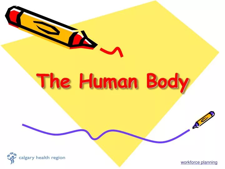 the human body n.