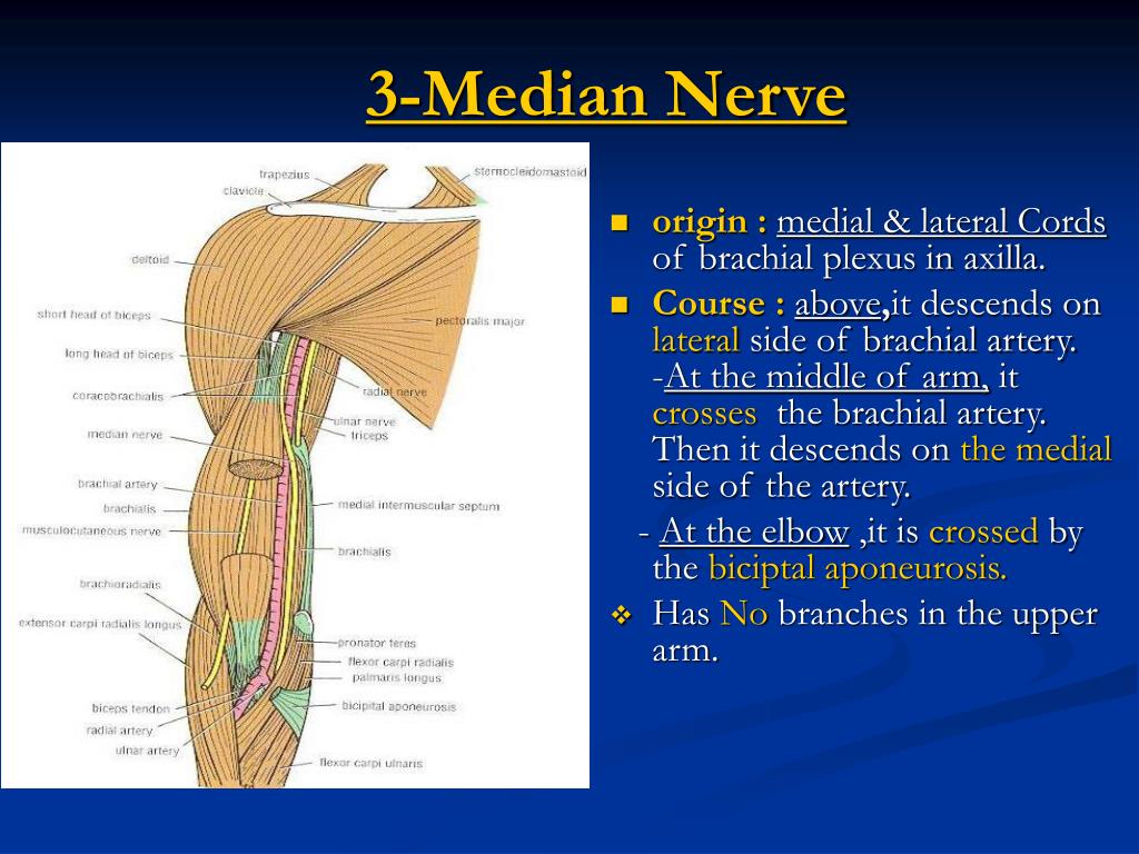 PPT - Cutaneous innervation of the arm. PowerPoint Presentation - ID