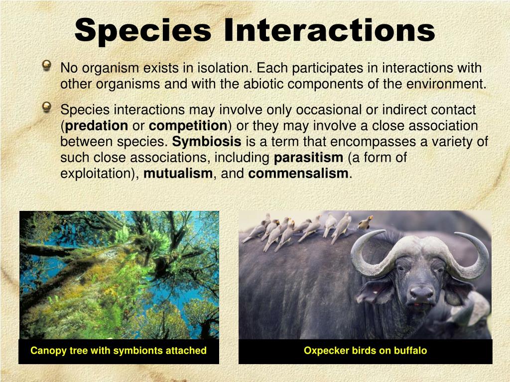 PPT - 1.3 Interactions Among Living Things PowerPoint Presentation