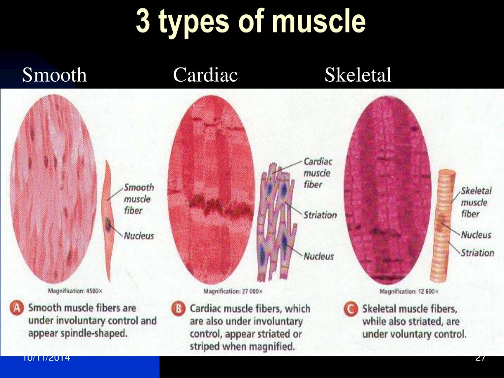 What Are The Different Types Of Muscles