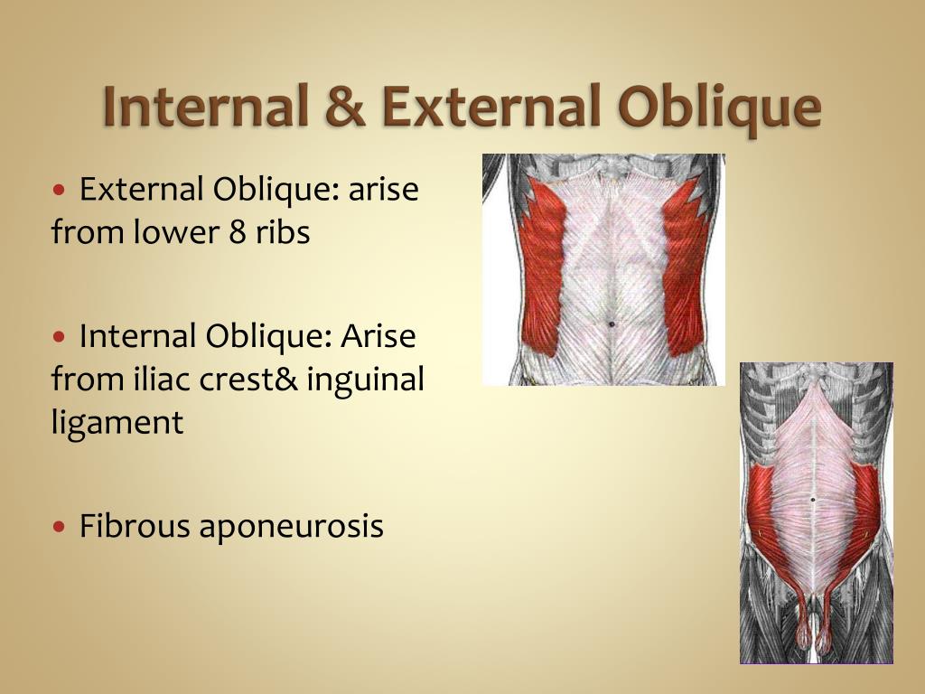 Ppt Unit 1 Gross Anatomy Of The Chest Powerpoint Presentation Free