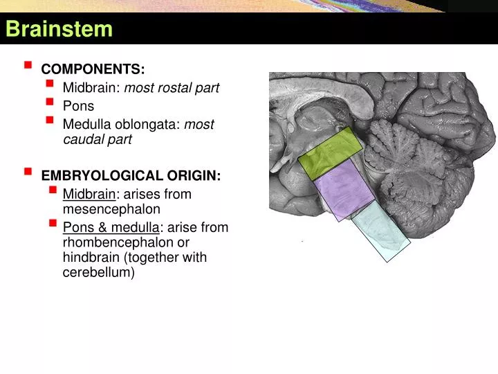 Ppt Brainstem Powerpoint Presentation Free Download Id 5393251