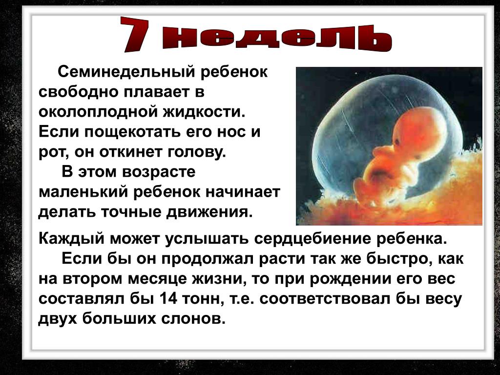 В течении 7 недель 8. Эмбрион на 7 акушерской неделе. Плод 7 недель беременности размер плода. Эмбрион 6-7 недель как выглядит. Размер ребенка в 7 недель.