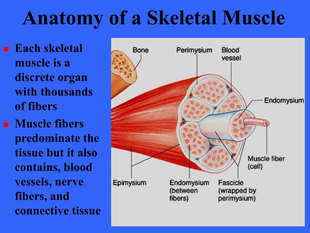 PPT - Muscle Tissue PowerPoint Presentation, free download - ID:5393976
