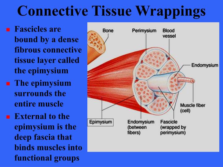 PPT Muscle Tissue PowerPoint Presentation ID5393976