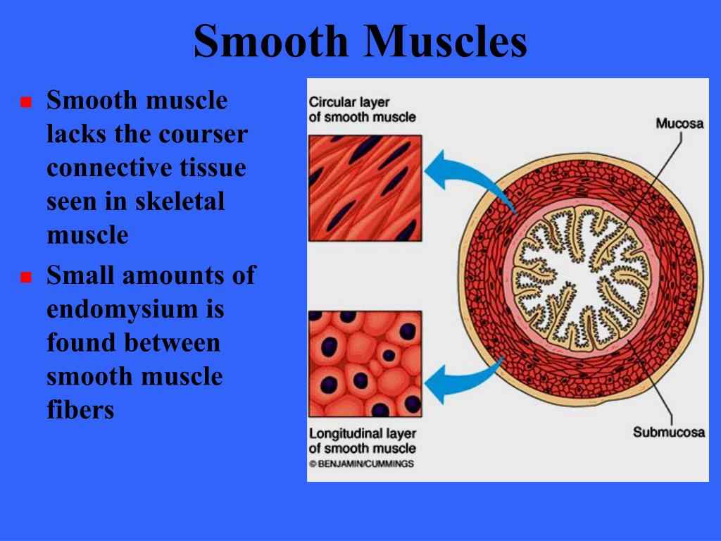 PPT Muscle Tissue PowerPoint Presentation, free download ID5393976