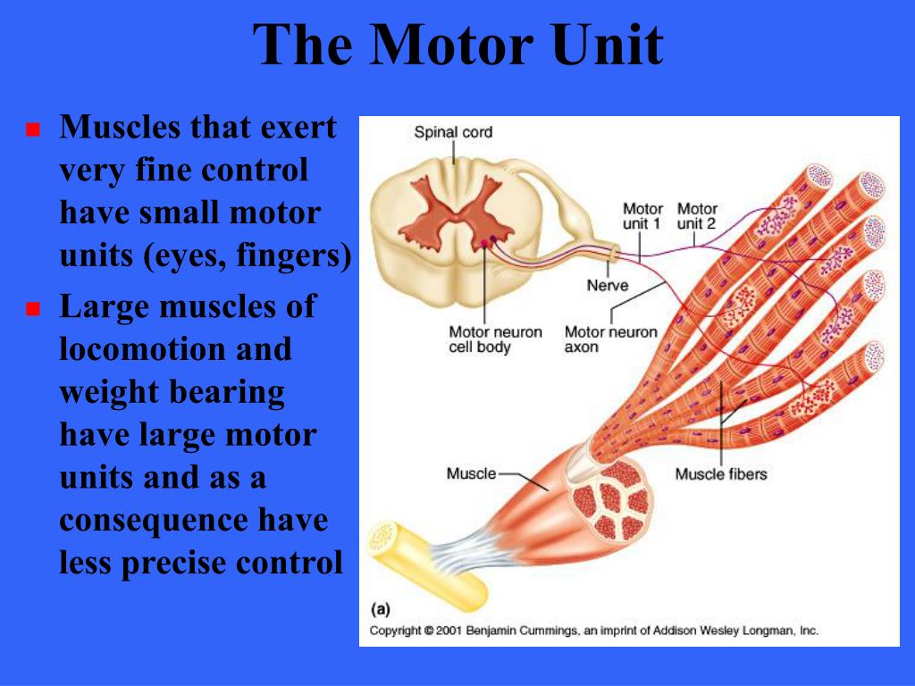 PPT - Muscle Tissue PowerPoint Presentation, free download - ID:5393976