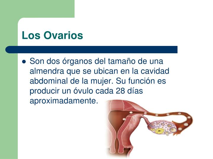 PPT - Aparato Reproductor Femenino PowerPoint Presentation - ID:5396458