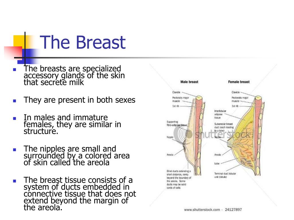 Breast and Pectoral Region