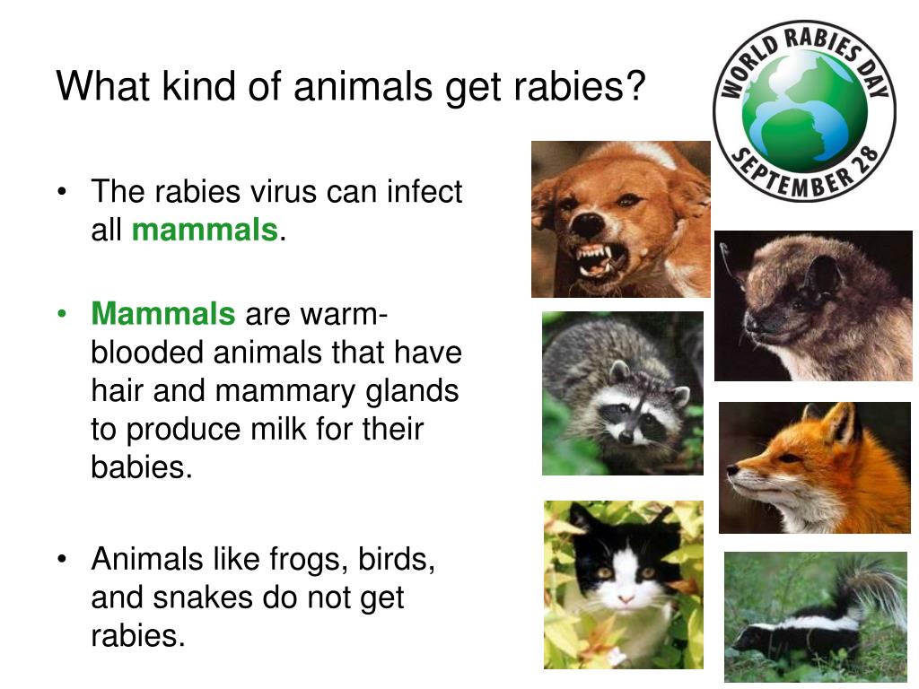 PPT Eradication of rabies ‘one health approach’ PowerPoint