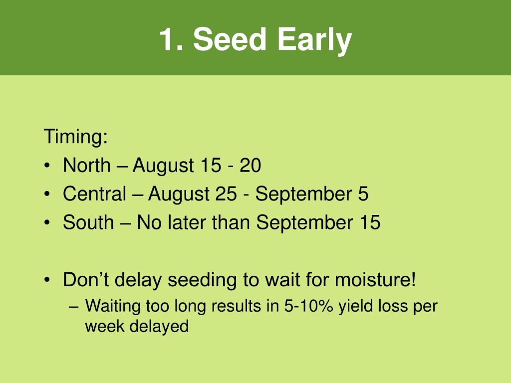 Don't Delay, Seed in September