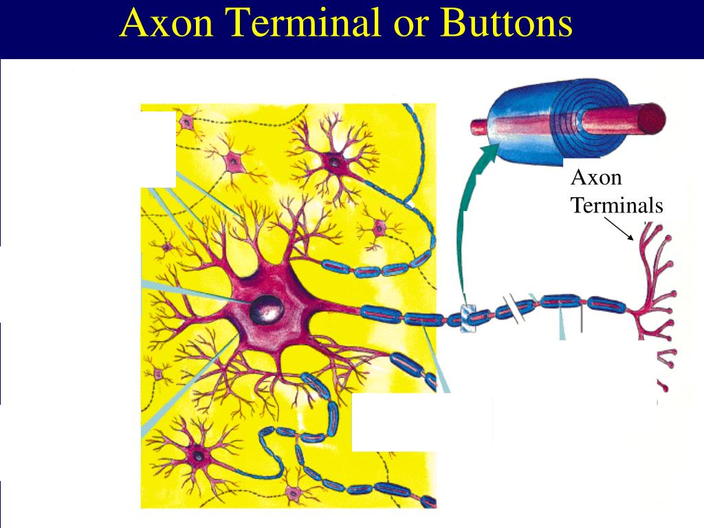 PPT The Neuron Action Potential PowerPoint Presentation Free 